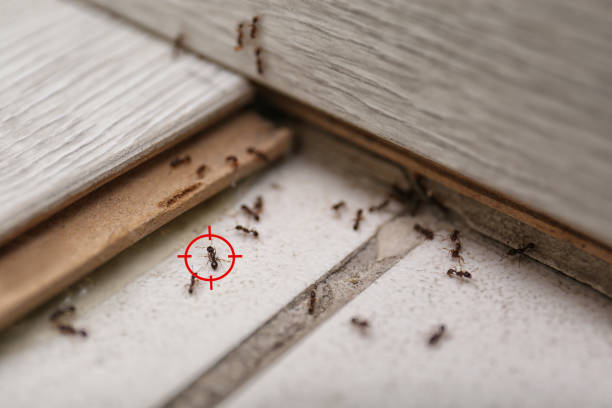 Best Affordable Pest Control Services  in Dane, WI
