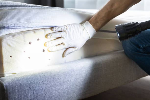 Best Ant Control Services  in Dane, WI