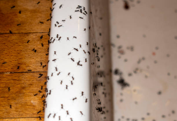 Best Commercial Pest Control Services  in Dane, WI