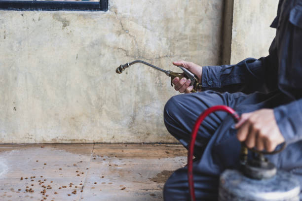 Wasp Removal Services in Dane, WI